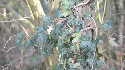 Green ivy on tree branch Stock Footage 87569028