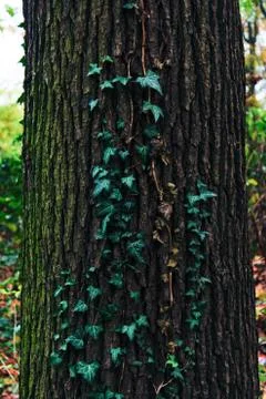 Green ivy on a tree close-up. Summer. Stock Photos
