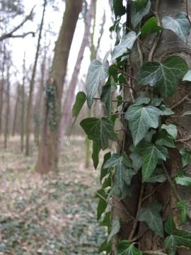 Green ivy on the tree Stock Photos