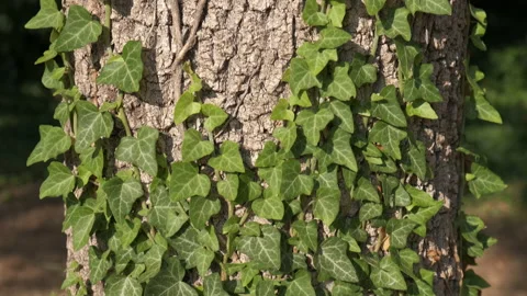 Green ivy tree in saving forest. Stock Footage 231927774