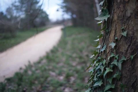 Green ivy on tree trunk Stock Photos