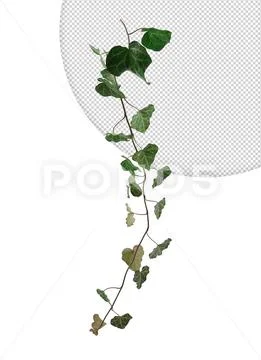 Green ivy vertically on transparent background Modello PSD