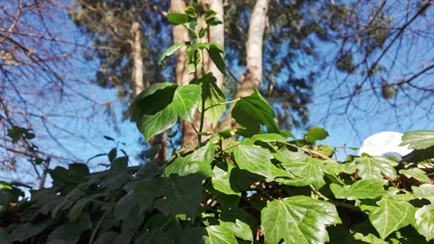 Green Ivy Vines Climbing Forest Trees Stock Footage 341610080