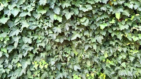 Green ivy wall leaves background close up macro concept for ecology, Stock Footage 345473326