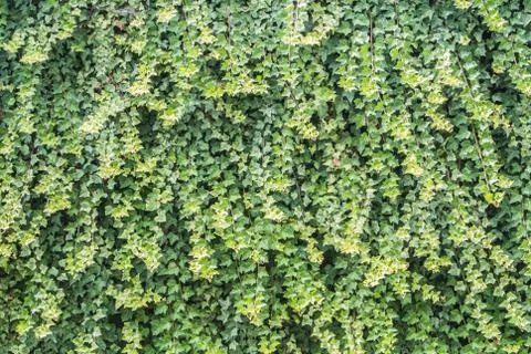 Green ivy wall surface as a background. Stock Photos