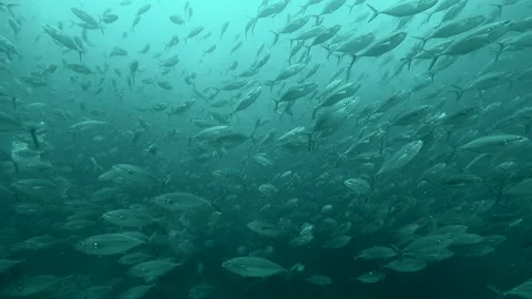 Green Jack school Stock Footage 157995053