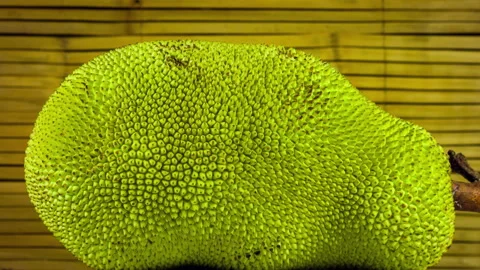 Green jackfruit on the bamboo background closu up rotation 库存影片 90732419