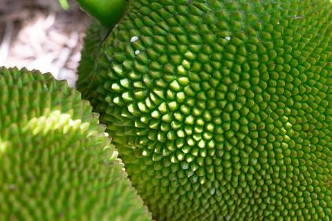 Green Jackfruit Closeup Texture Pattern Stockfoto's