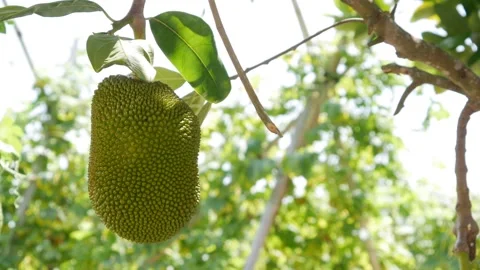Green jackfruit hanging on a tree branch in a tropical garden with sunny blurred 스톡 동영상 342261532