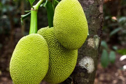 A green jackfruit hanging from a tree Stock Photos
