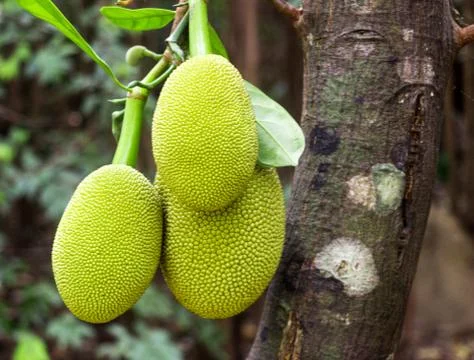 A green jackfruit hanging from a tree Stock Photos