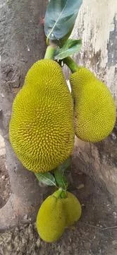 Green Jackfruit Hanging on the Tree Stock Photos