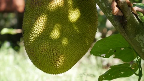 Green jackfruit hanging from a tree in a tropical garden with lush green leaves. Stock Footage 341394956
