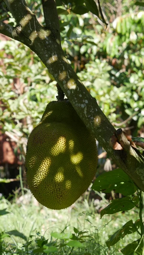 Green jackfruit hanging on a tree in a tropical garden with lush green foliage i Stock Footage 344777104