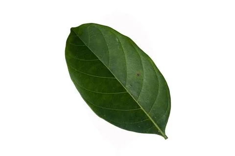 A green jackfruit leaf isolated on white background. Stock Photos
