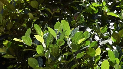 Green jackfruit leaves flutter in the wind and strong sunlight. Stock Footage 133515438