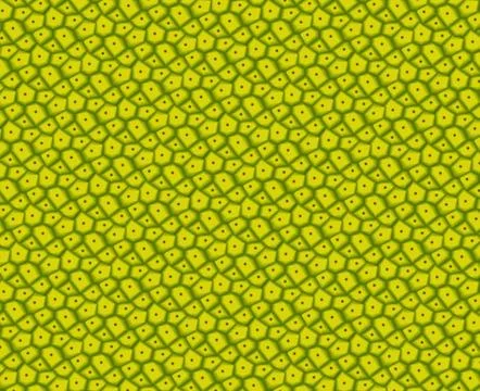 Green jackfruit peel texture, vector Stock Illustration