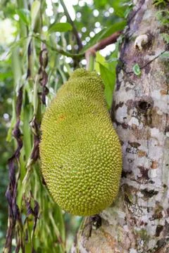 Green jackfruit Stock Photos