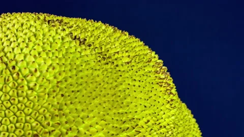 Green jackfruit skin in close up. Video stock 90732385