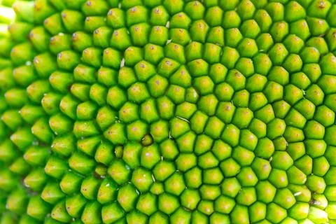 Green Jackfruit Texture Closeup Stock Photos
