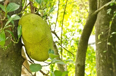 Green jackfruit on tree with leaf Fotos Stock