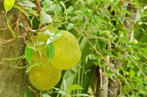 Green jackfruit on tree with leaf Fotos de archivo