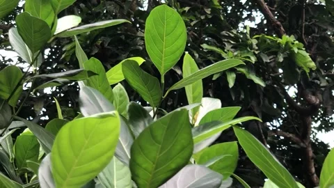 Green Jackfruit Tree Leaves Swaying in Soft Breeze – HD Nature Footage Stock Footage 321408567