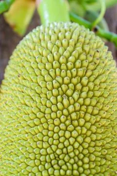 Green jackfruit on tree , Local fruit of Thailand Stock Photos