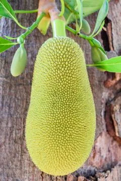 Green jackfruit on tree , Local fruit of Thailand Stock Photos