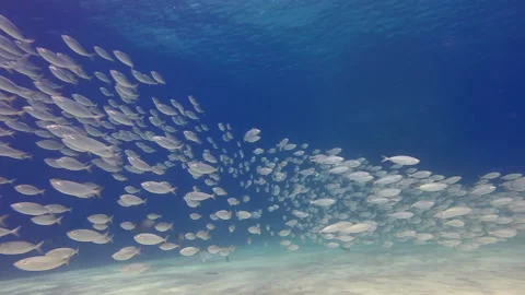 Green Jacks school Stock Footage 157994830