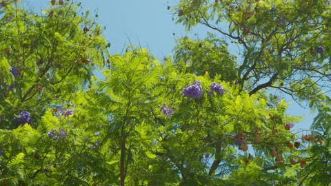 Green Jakaranda Tree Leaves and Branches with Purple Flowers Summer Sun Video stock 201627964