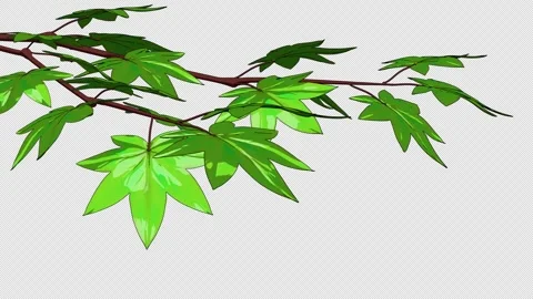 Green Japanese Maple Branches Alpha Loop Stock Footage 336555193