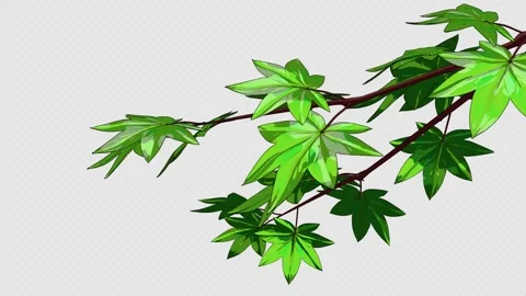 Green Japanese Maple Branches Alpha Loop Stock Footage 336555232