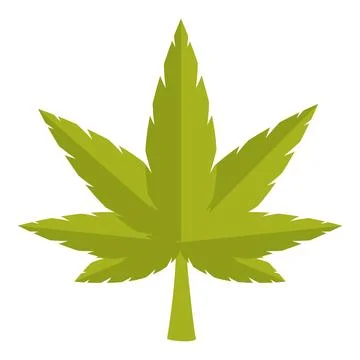 Green japanese maple leaf spreading its lobes on white background Stock Illustration