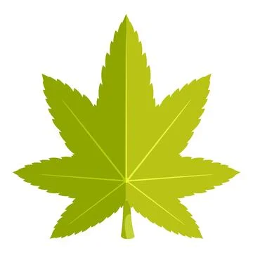 Green japanese maple leaf spreading its lobes Illustrazione stock