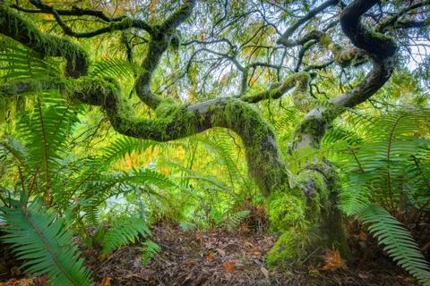 Green japanese maple tree Stock Photos