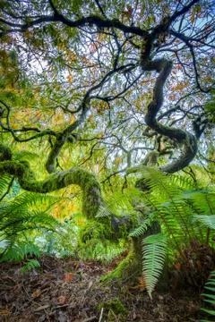 Green japanese maple tree Stock Photos