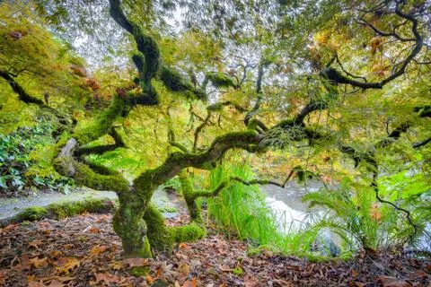 Green japanese maple tree Foto stock