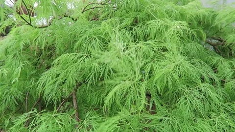 Green japanese maple in the wind Video stock 75388854