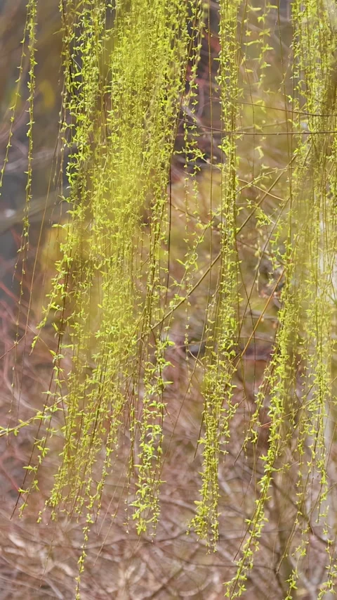 Green Japanese Willow Tree Branches Hanging in Bright Daylight Stock Footage 343593512