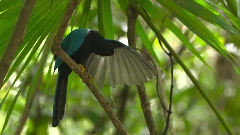Green jay bird perched on a branch spreading wings in tropical forest Stock Footage 328534244