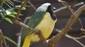 Green Jay bird sitting close up between sunny branches 4k or 4k+ Resolution