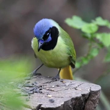 Green Jay at a Feeder Stock Photos