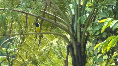 Green Jay Stock Footage 60437856