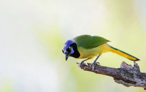 Green Jay perched on a tree Stock Photos