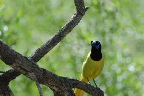 Green Jay Stock Photos