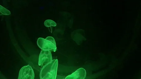 Green Jellyfish 1 Vídeos de archivo 76504429