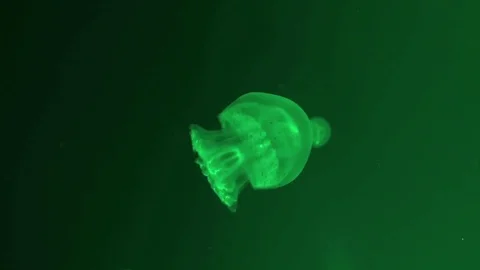 Green Jellyfish Stock Footage 84806475