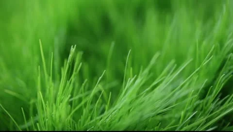 Green juicy grass in the wind Video stock 10600317
