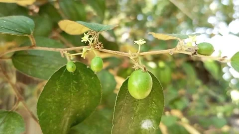 Green jujube fruit with tiny flowers on a tree branch Stock Footage 322210419